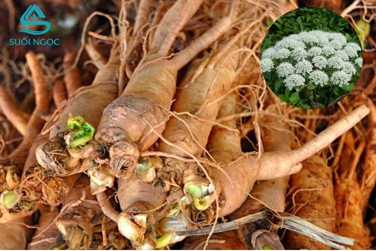 Tác dụng và lưu ý sử dụng sâm đương quy