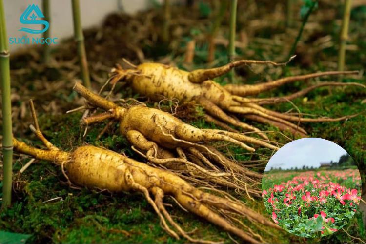 Sâm bố chính - tìm hiểu công dụng và cách dùng