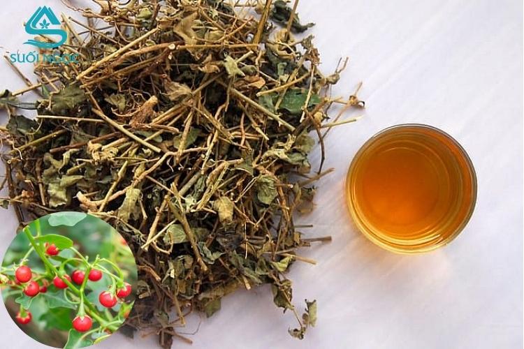 Trà cà gai leo - thảo dược giúp giải độc gan, hạ men gan và tăng cường sức khỏe